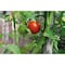 Velcro Brand Velcro ONE-WRAP 0.5 in. W 1 pk Garden Ties VEL30071ACS-AMS - alternate 3
